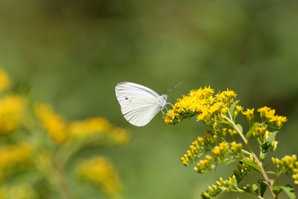 Pieris brassicae o mannii? No, P. napi e P. rapae - Pieridae